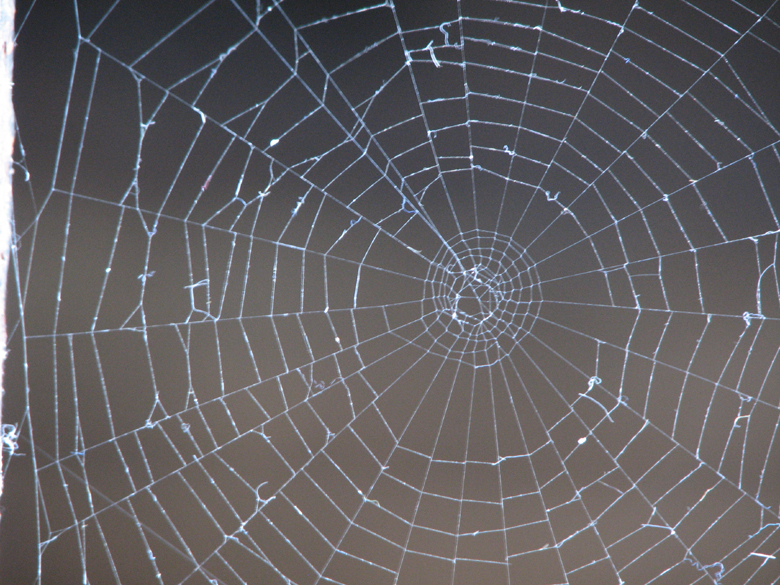 Charlotte's web, Stillwater