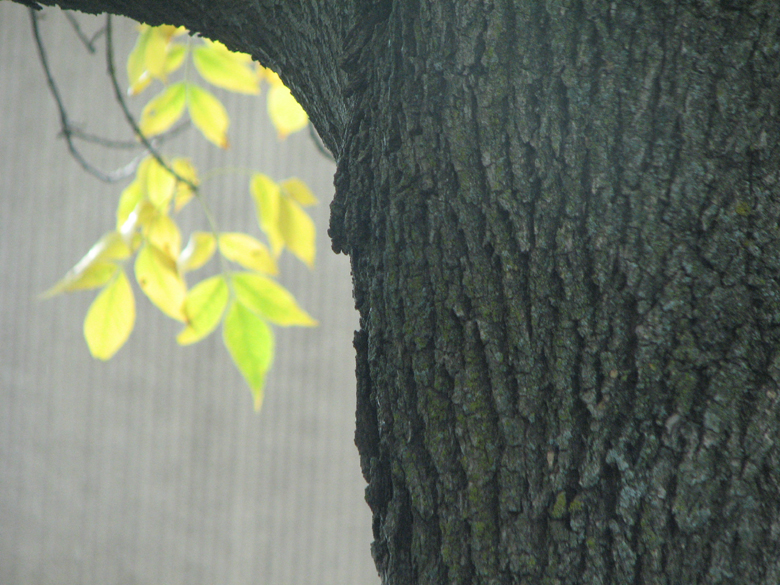 the trunk and the changing leaves...