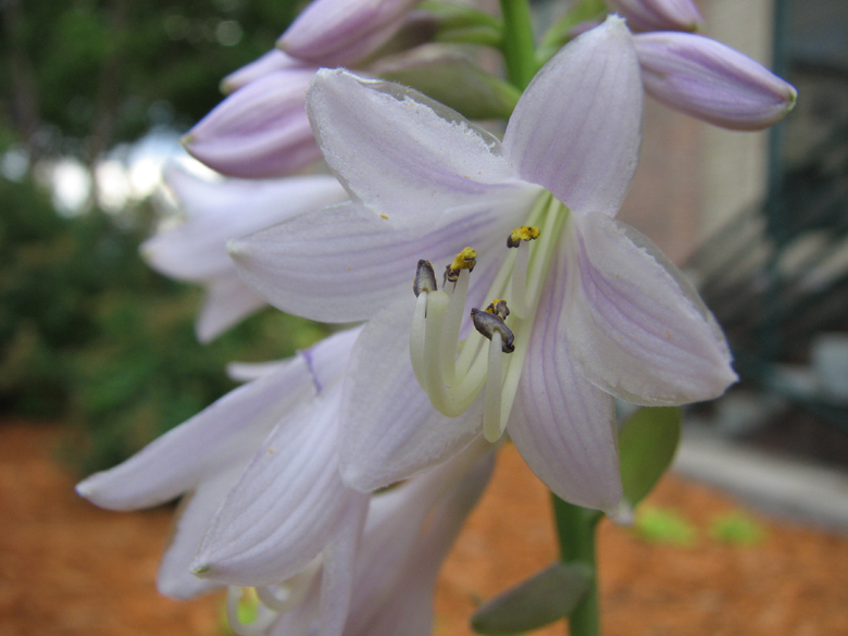 flower, macro