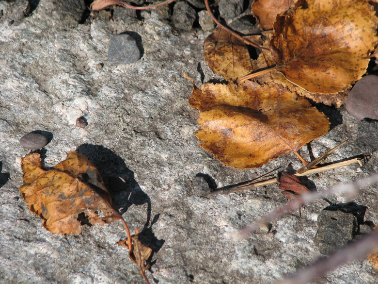 Faded autumn leaves, North Shore