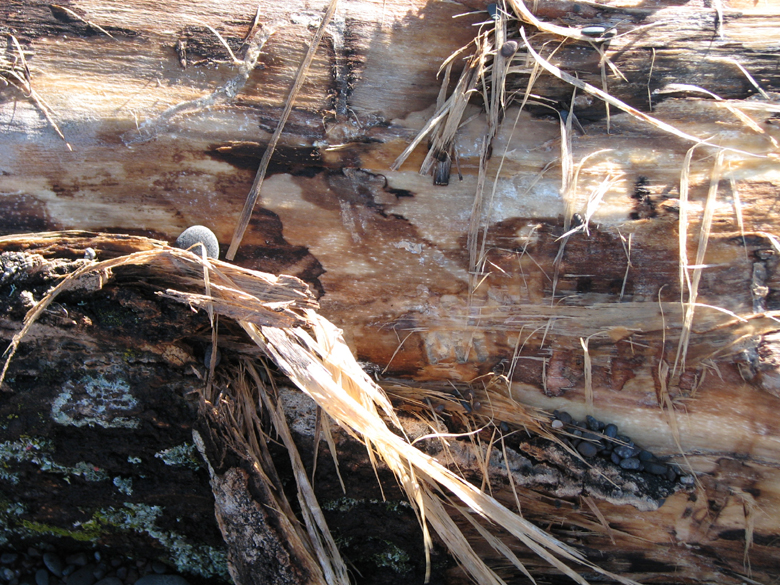 Fallen tree, North Shore