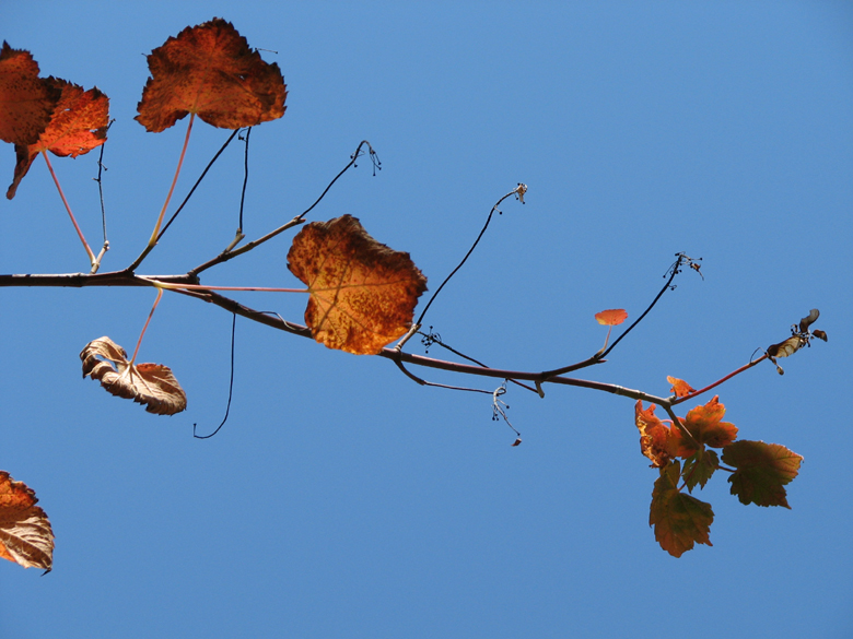 fall, Tettagouche State Park