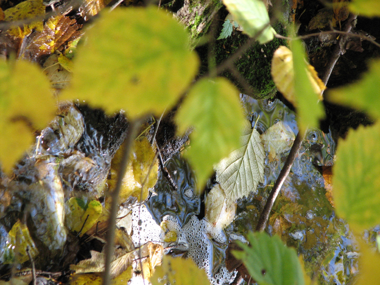 fall, Tettagouche State Park