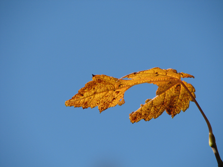 Orange and the big blue, Tettagouche State Park