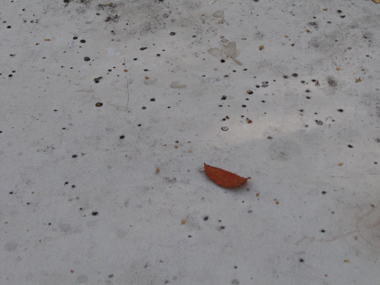 leaf and picnic table, Tettagouche State Park