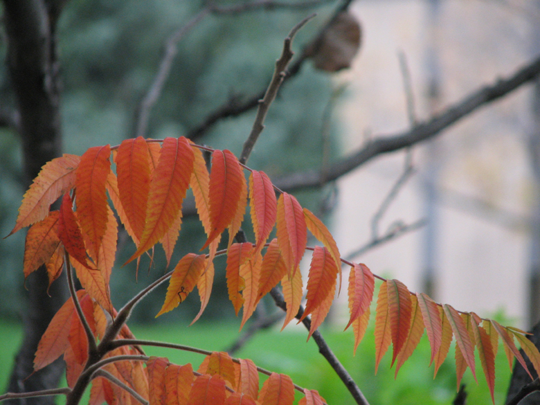 ripened leaves