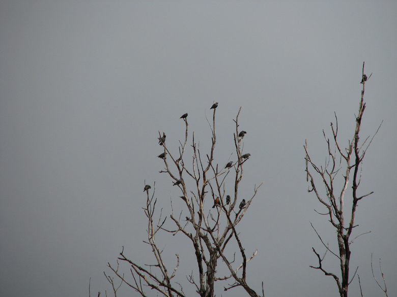 branches and birds