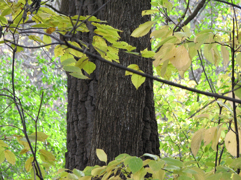 the trunk and the leaves