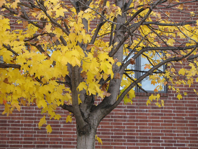 Yellow on brick