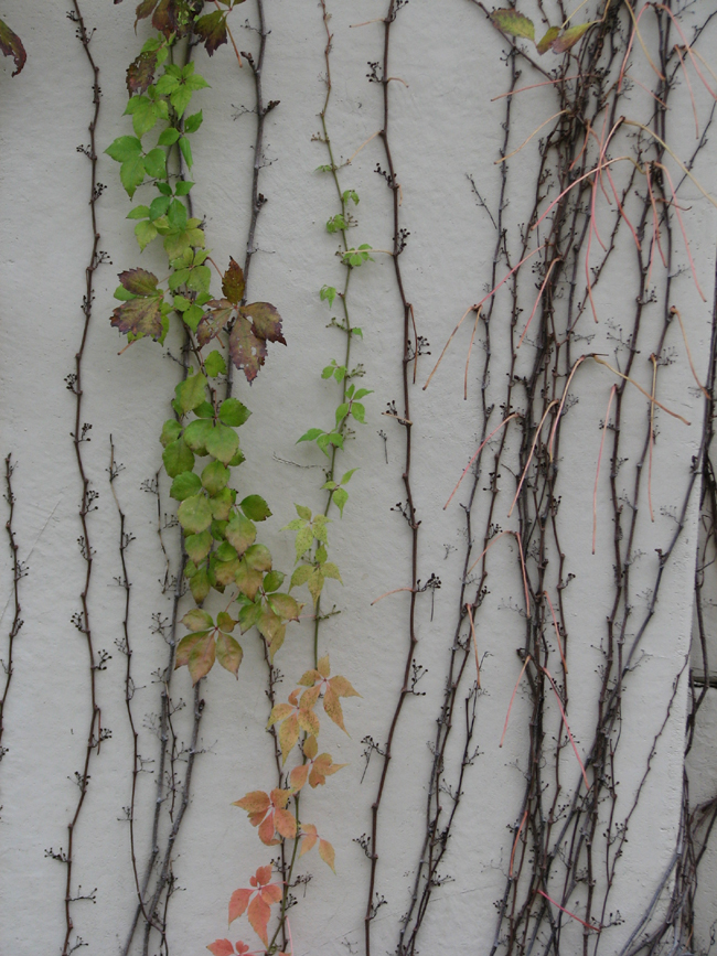 vines on the wall