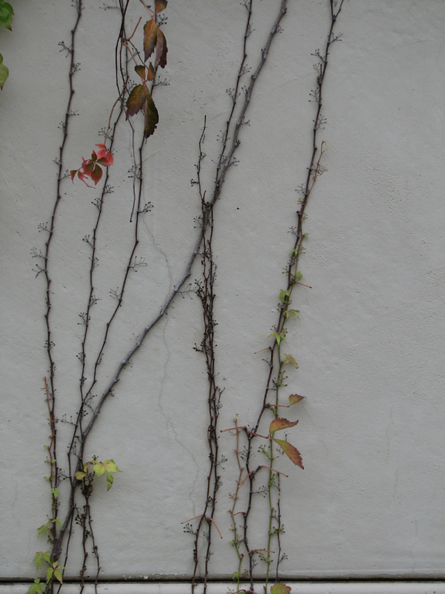 vines on the wall 2