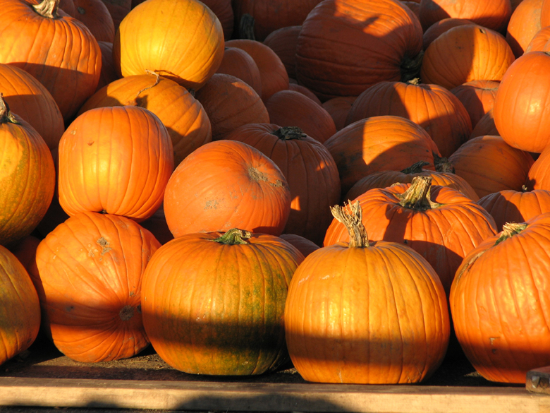 pumpkins and the morning sun