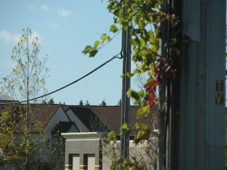 wires and vines...