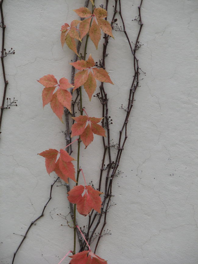 vines on the wall 3