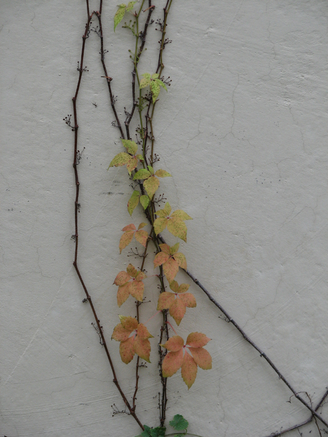 vines on the wall 4