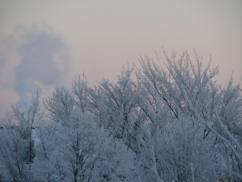 winter blossoms