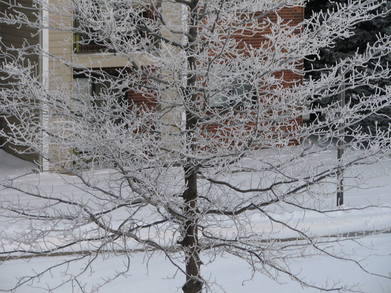 winter blossoms -ice crystals on branches