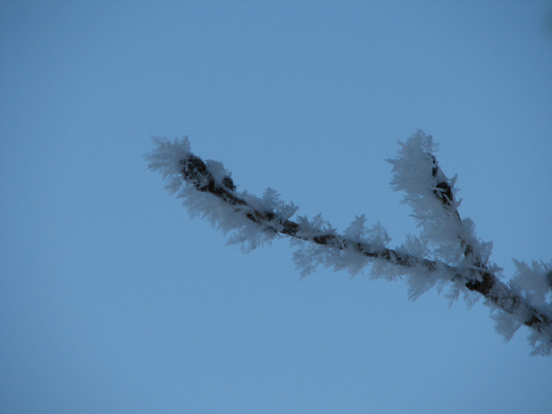 winter blossoms -ice crystals on branches