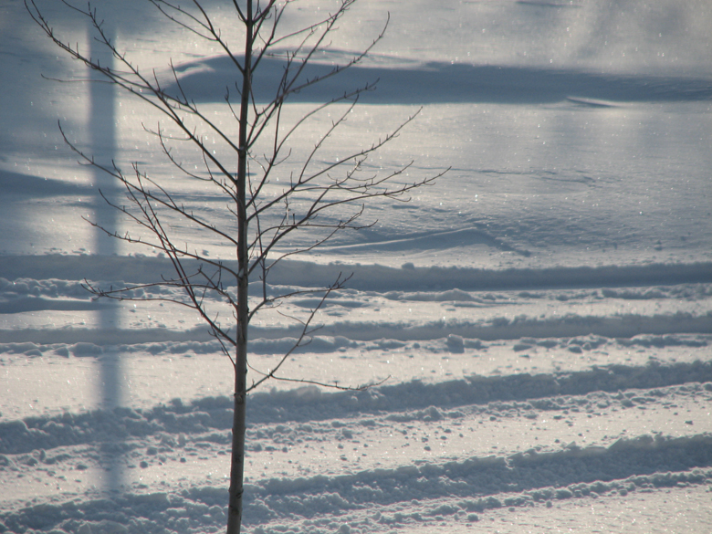 tracks, shadows and branches