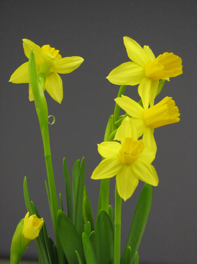 daffodil days