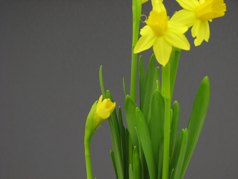 daffodil days