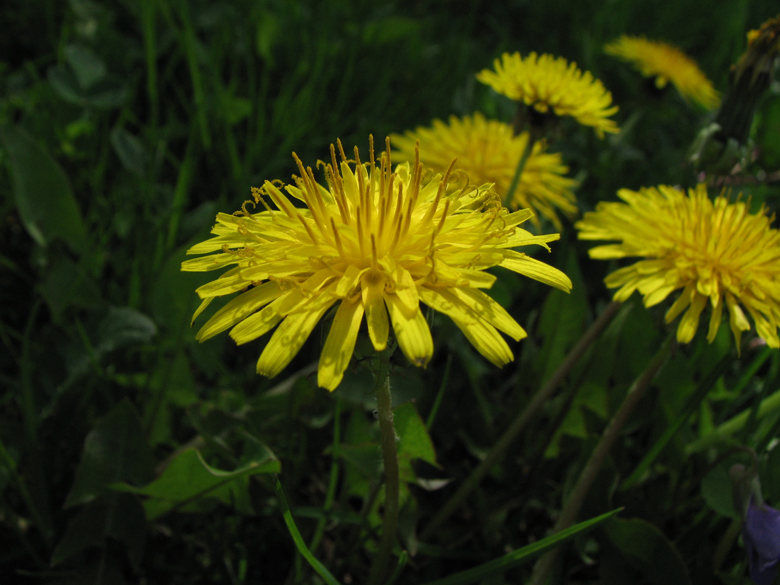 dandelions