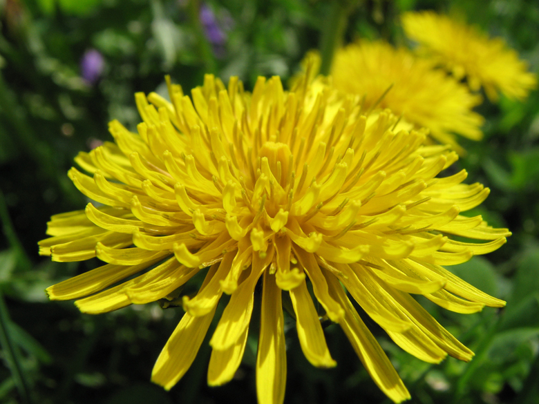 dandelions