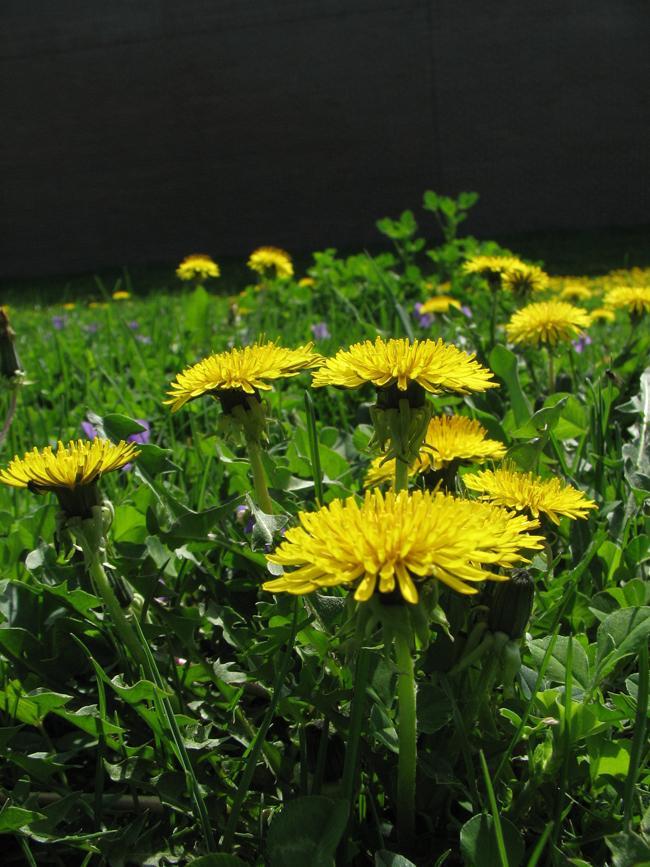 dandelions