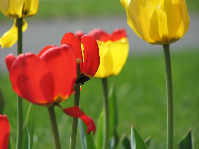 tulips