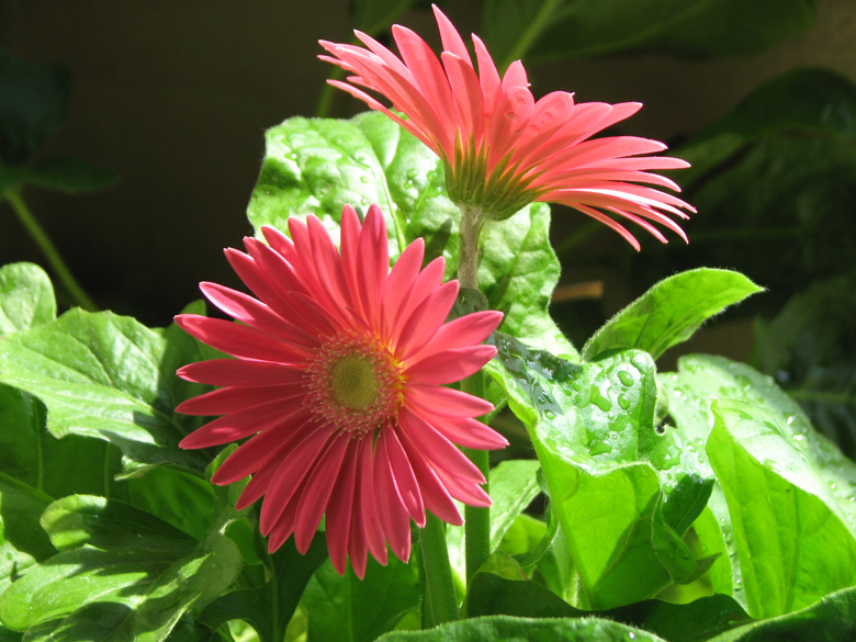 Gerbera Daisies