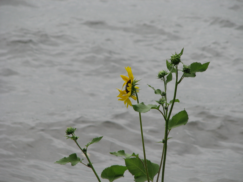 Lake Calhoun