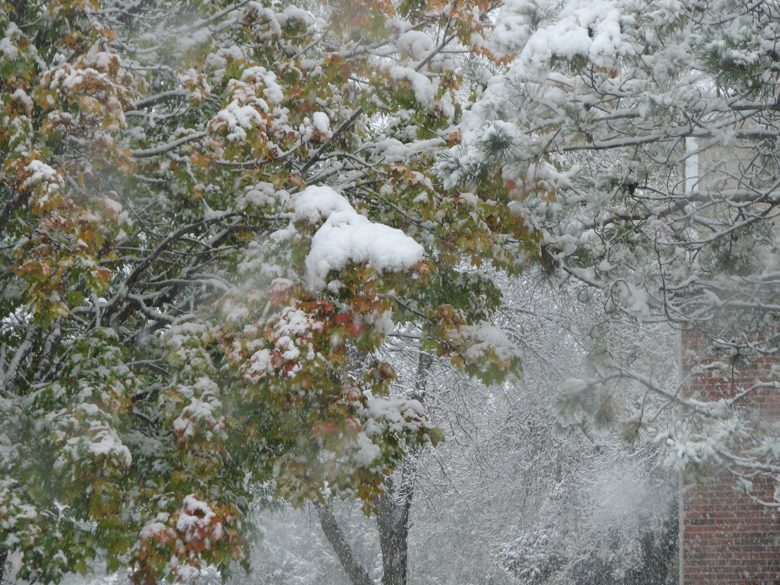 Snowy leaves