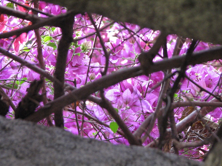 Through the trellis (Bougainvillea )