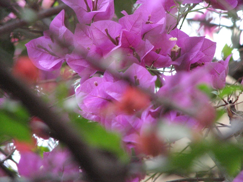 More bougainvillea  