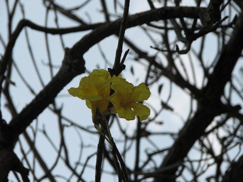 Yellow trio