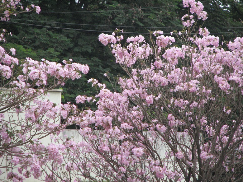 Trumpet flowers