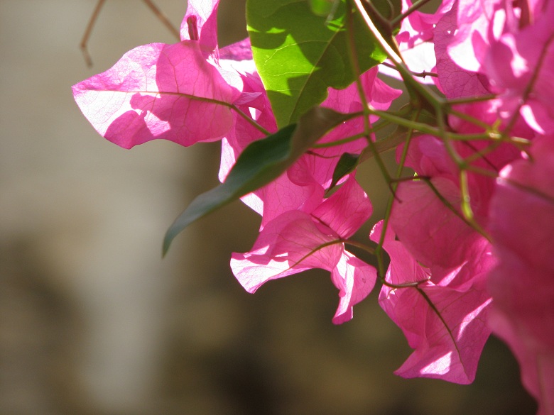 bougainvillea