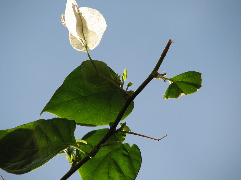 bougainvillea