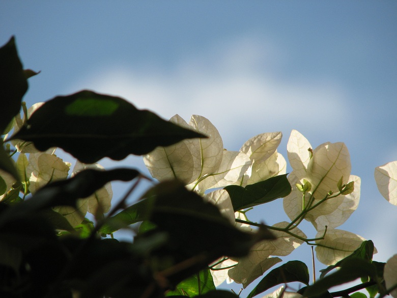 bougainvillea