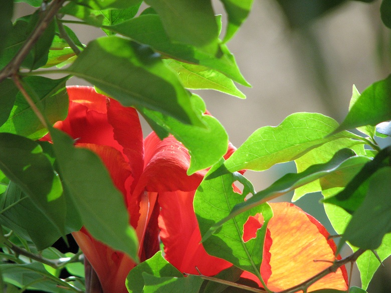 Evening sun on green and red