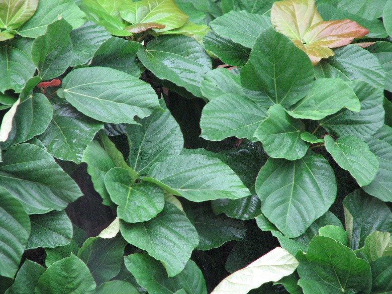 Leaves