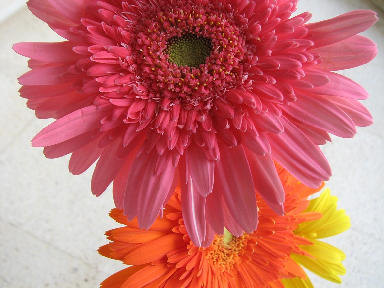 gerbera daisies