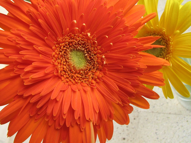 gerbera daisies