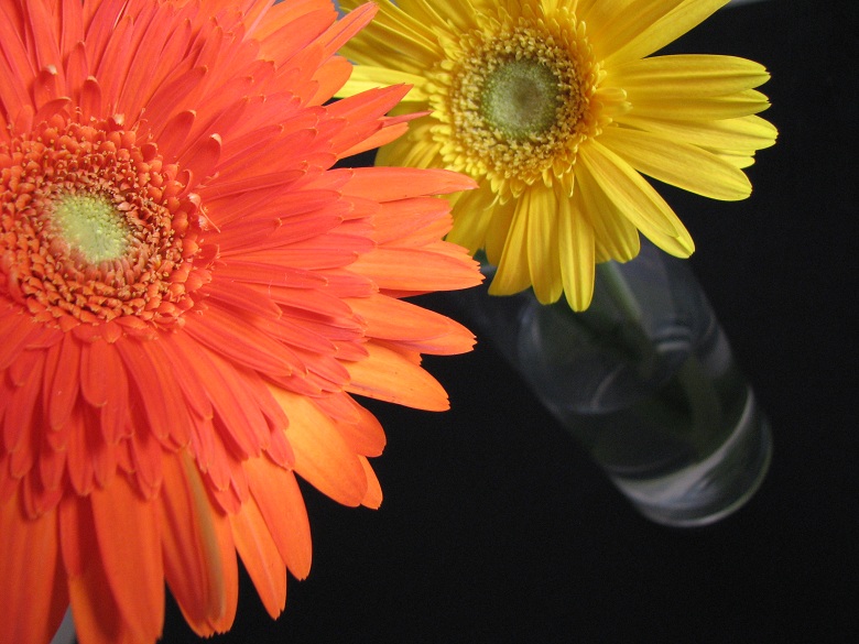 daisies on black