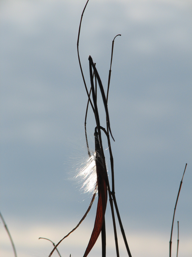 waiting for the wind to fly away