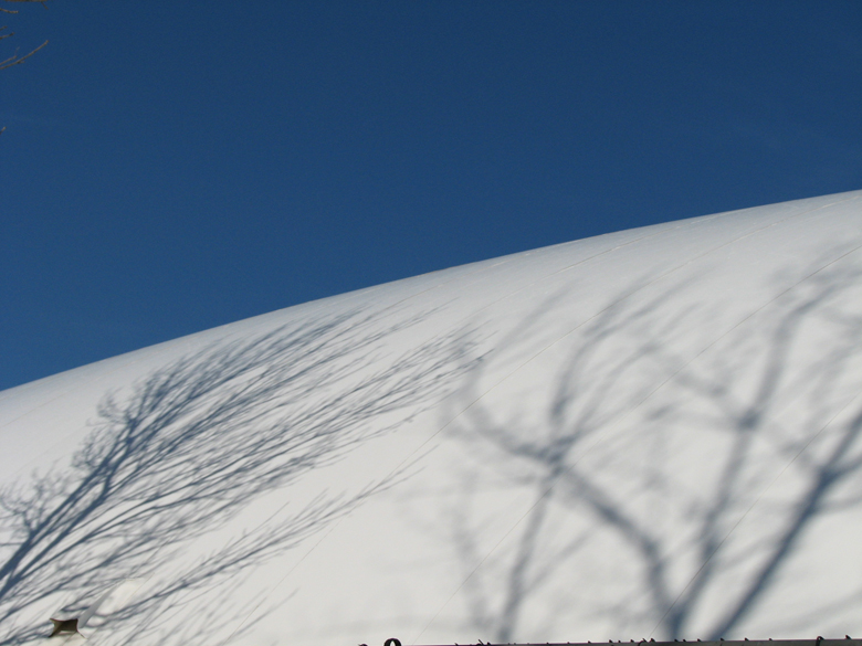 trees on the sky?