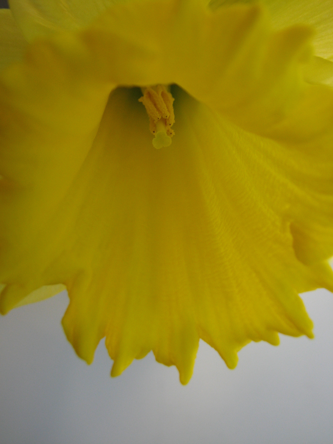 daffodils