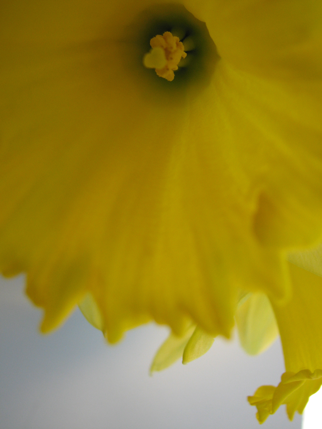 daffodils