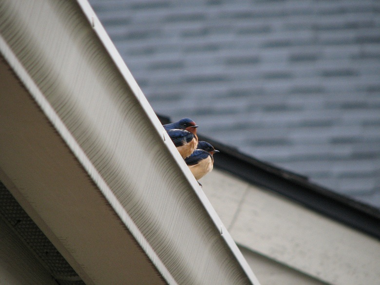 barn swallow