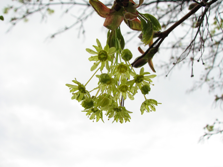 Spring green